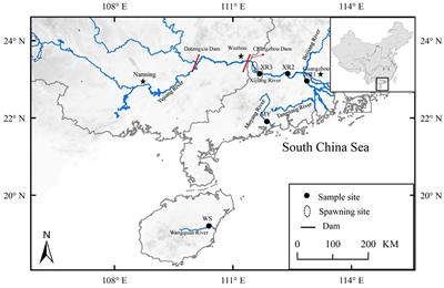 Gut Microbiome Analyses of Wild Migratory Freshwater Fish (Megalobrama terminalis) Through Geographic Isolation